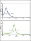 ERBB3  Antibody (N-term)